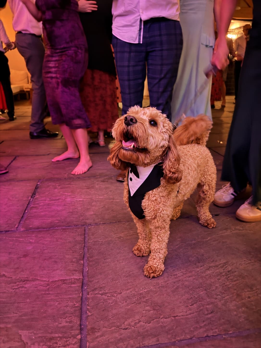 The bride and groom’s dog looking very smart in his tuxedo on the dance floor at Halton Grove.
